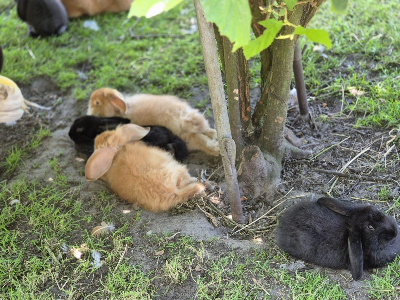 Jonge konijnen Franse hangoor en kruising nieuw Zeelander, Meerdere dieren, Middelgroot, Hangoor, 0 tot 2 jaar