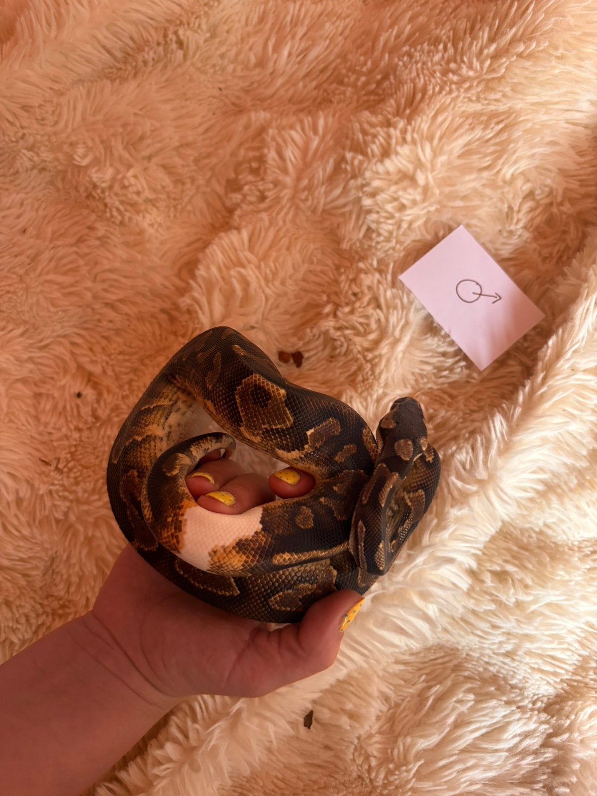 1.0 python regieus, Slang, 3 tot 6 jaar