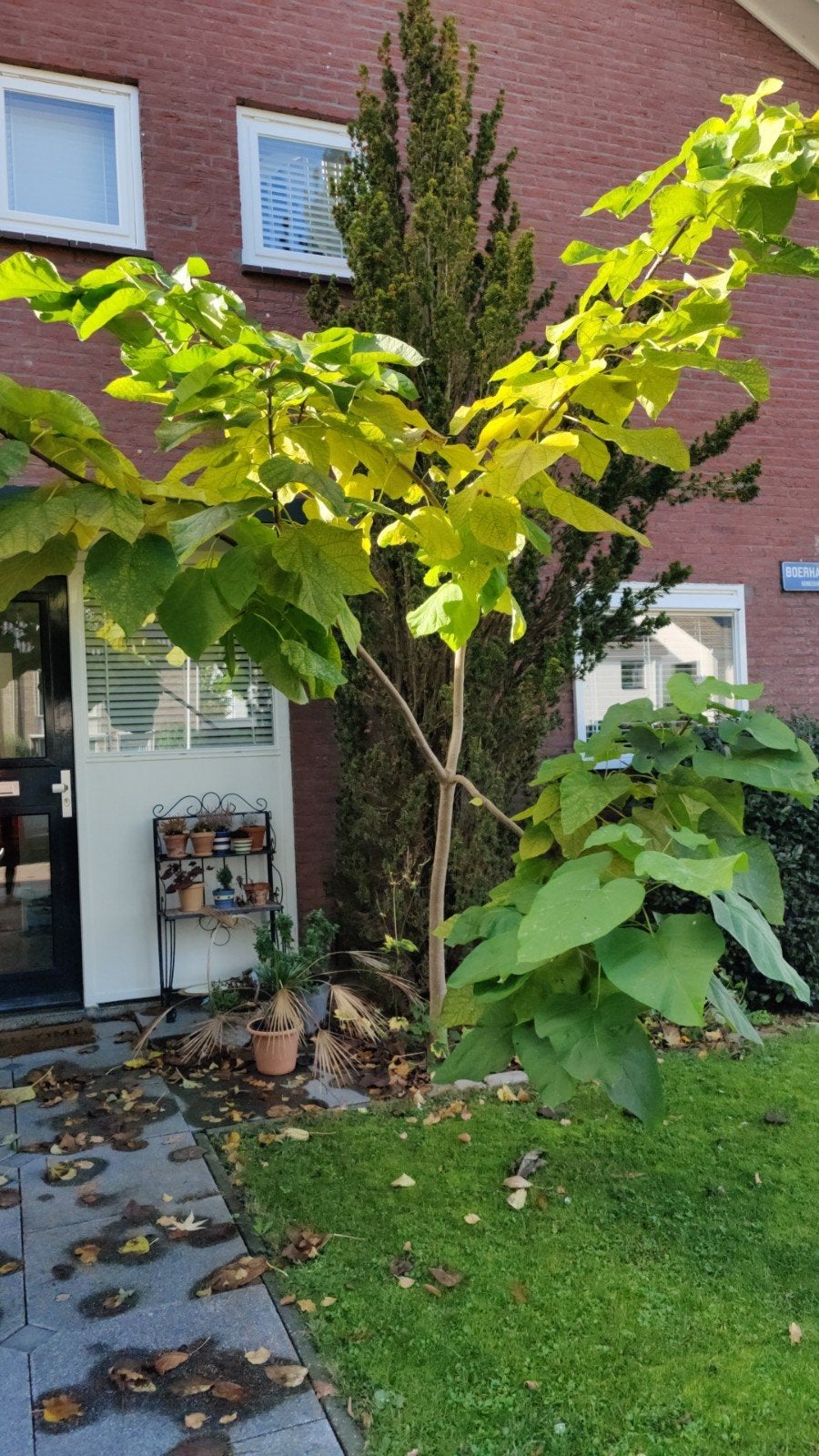 Trompetbomen gratis af te halen (zelf uitgraven), Tuin en Terras, Ophalen, Volle zon, Overige soorten