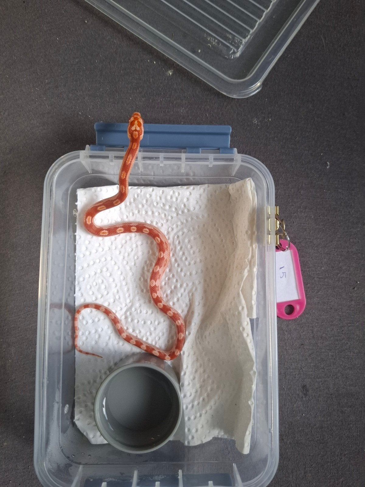 Rode rattenslangen zoeken nieuw thuis Corn Snake photo 15