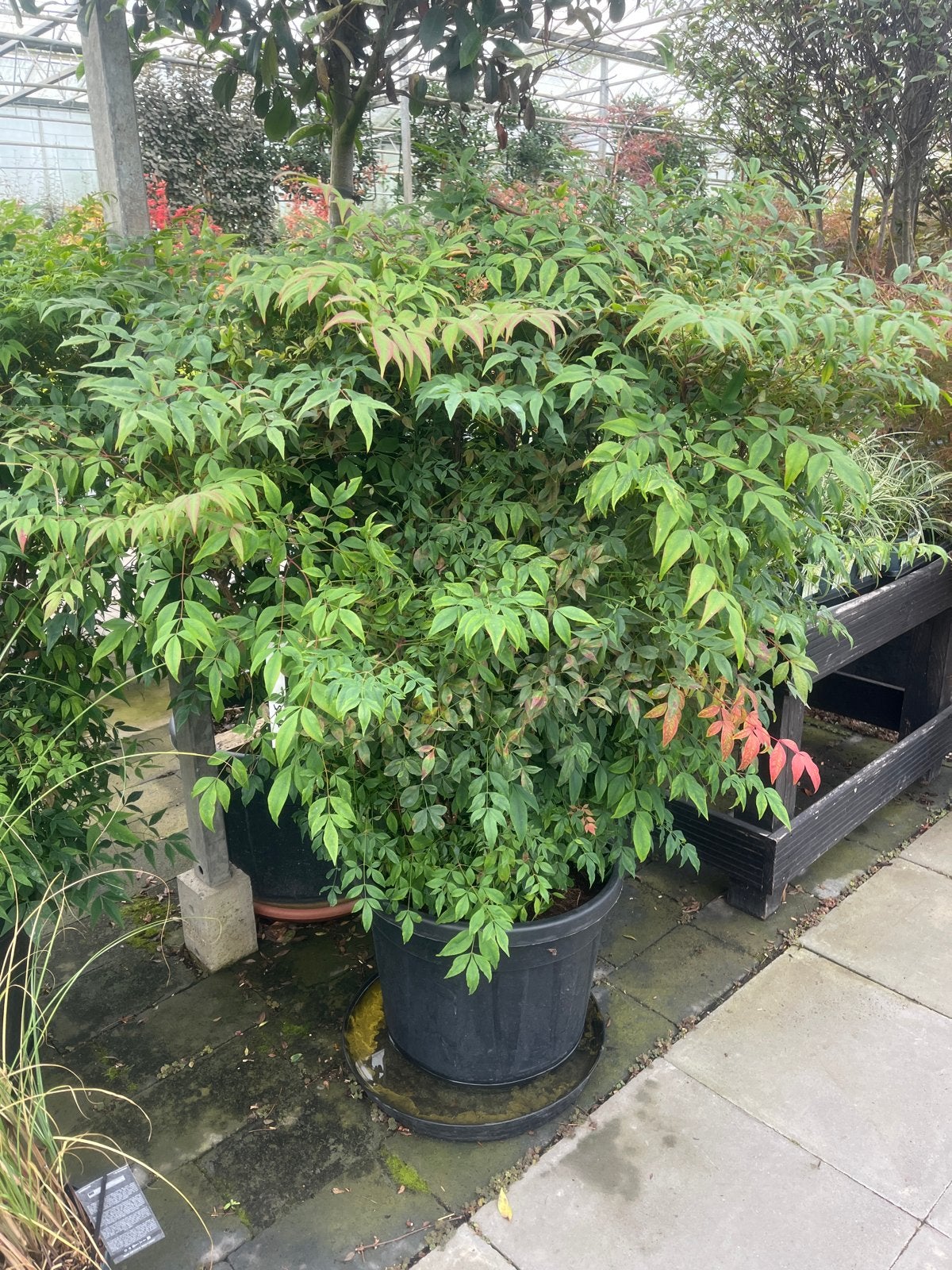 Nandina domestica - Hemelse Bamboe