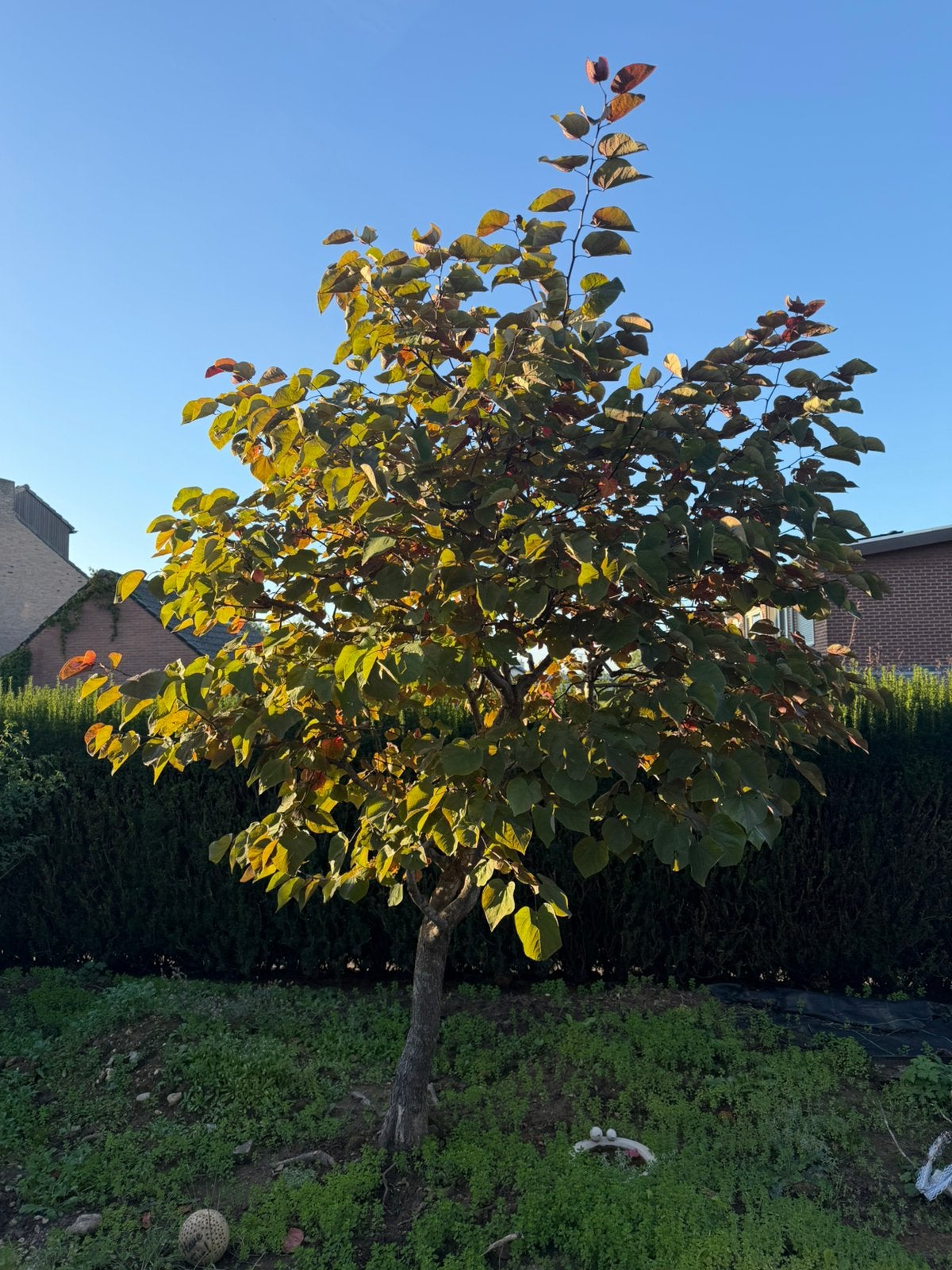 Sierkers / bloesemboom – 280 cm hoog / 210 cm breed, Lente, 100 tot 250 cm, Ophalen, Volle zon