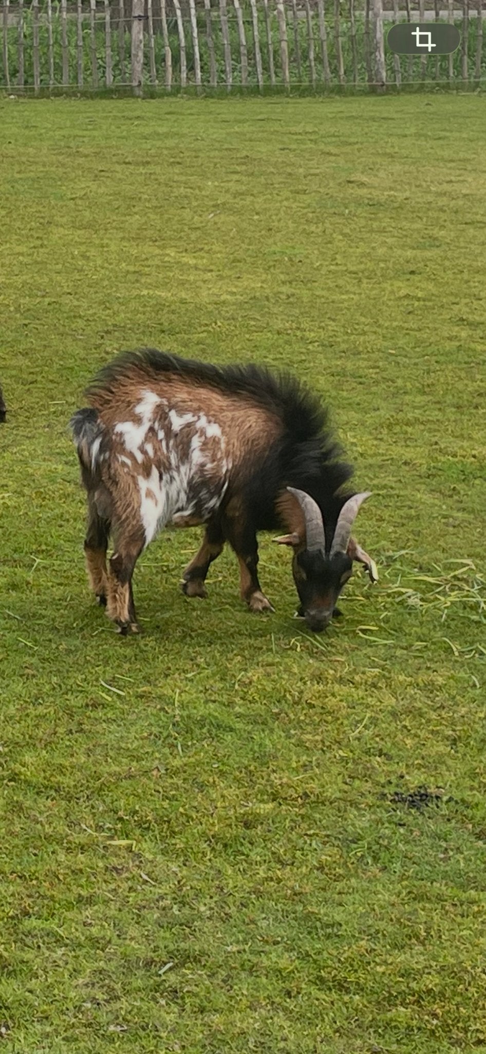 Lieve tamme bok, Dieren en Toebehoren, Mannelijk, Geit