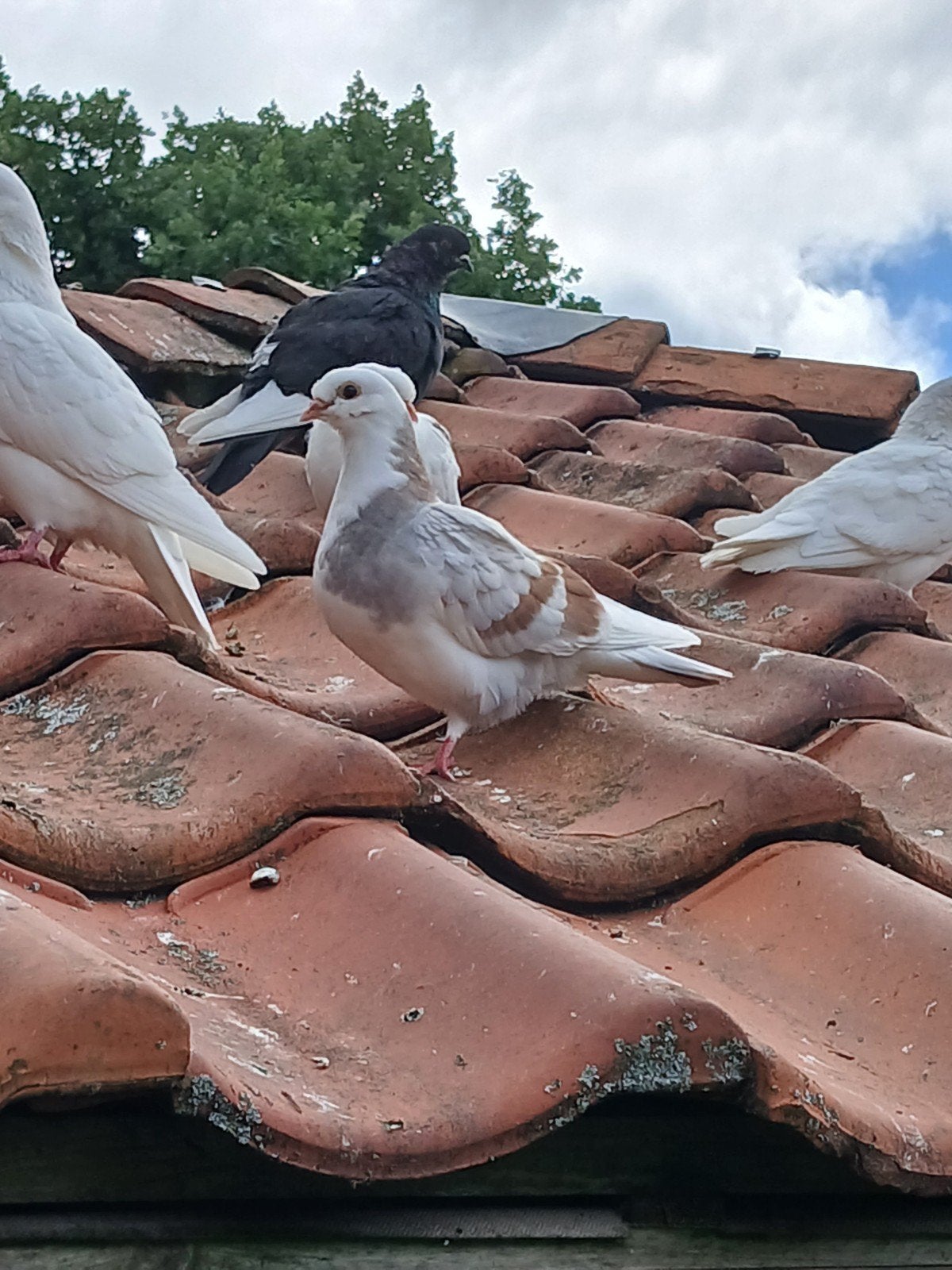Sierduiven, Dieren en Toebehoren, Meerdere dieren, Overige soorten