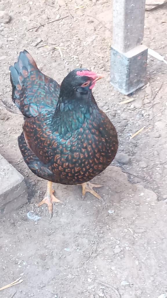 broedeieren van Barnevelder dubbelgezoomd goud kriel, Meerdere dieren, Kip