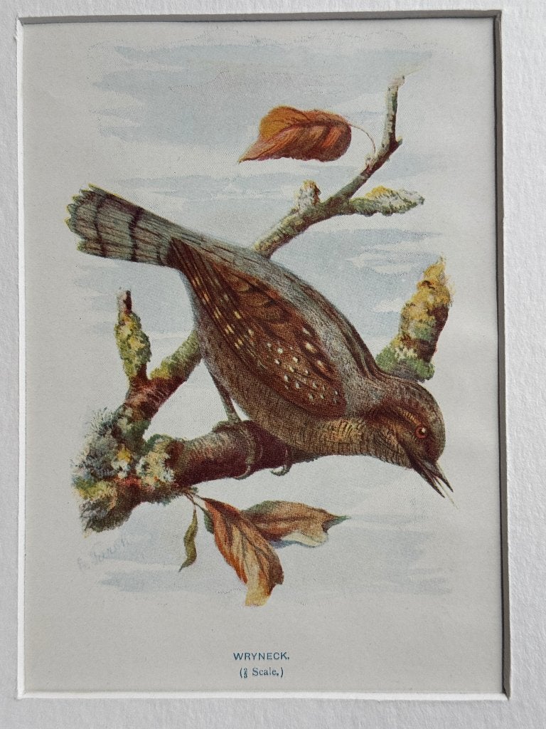 1901 - litho - jynx / Specht achtige / Wryneck - P0666-17, Ophalen of Verzenden, Overige technieken, 1900 - 1949