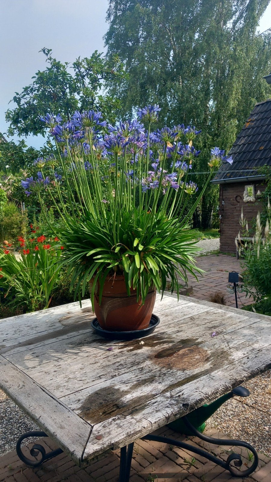 Grote Agapanthus in terracotta pot, Ophalen, Overige materialen, Gebruikt, Minder dan 60 cm
