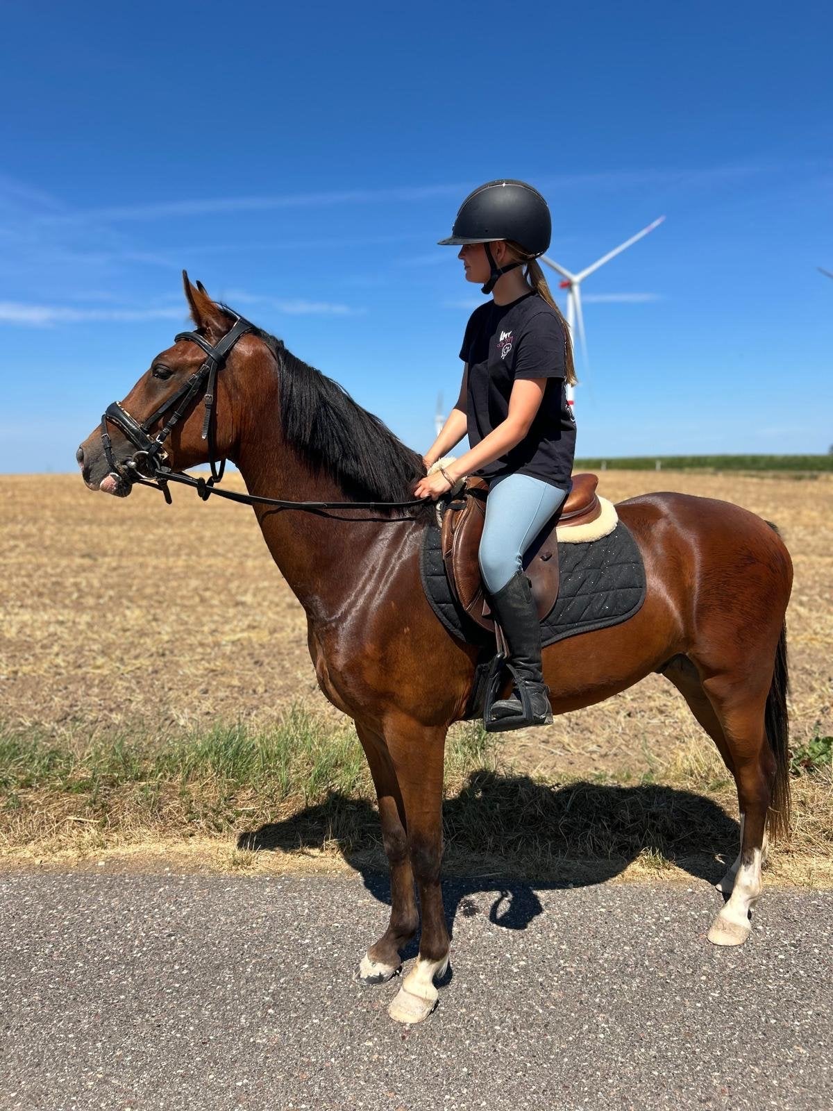 Te koop: Veelbelovende 3-jarige New Forest D-Pony ruin, Ruin, Dressuurpaard, 3 tot 6 jaar