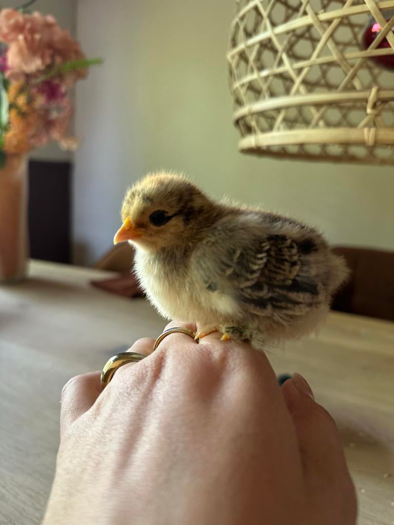 Cochin kriel kip broedeieren, Vrouwelijk, Kip