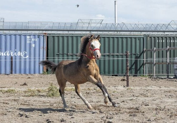 Stoer valk welsh a hengst veulen, Hengst, Ontwormd, 0 tot 2 jaar