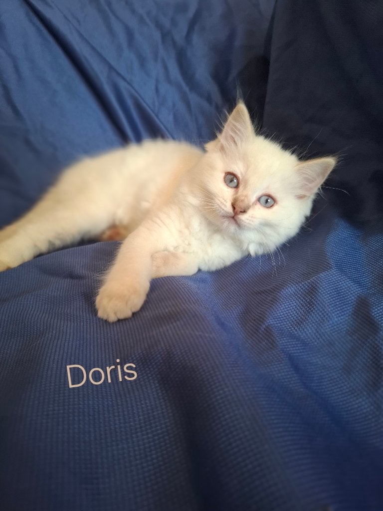 Ragdoll kittens met stamboom mogen verhuizen, Meerdere dieren, Met stamboom, 0 tot 2 jaar