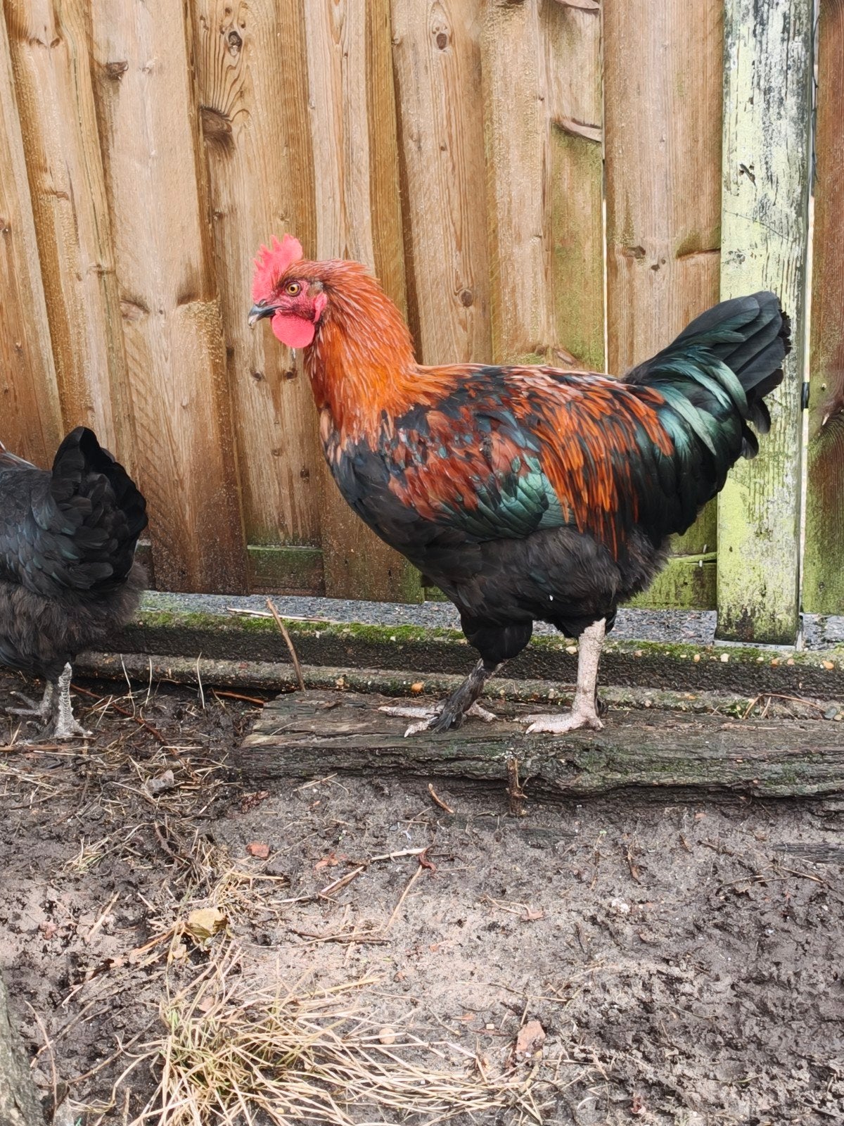 gratis jonge Araucana haan af te halen., Dieren en Toebehoren, Pluimvee