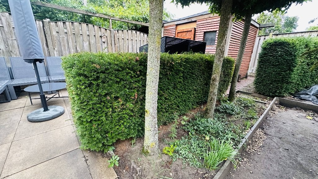 2 mooie Taxus hagen tegen elk aannemelijk bod, Tuin en Terras, Ophalen, Taxus, Haag, 250 cm of meer