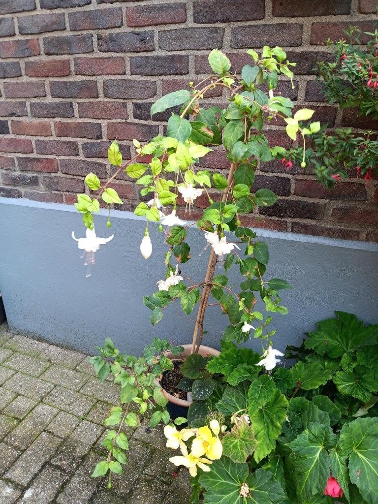 Fuchsia annabel, Ophalen, Zomer, Overige soorten, Volledige schaduw