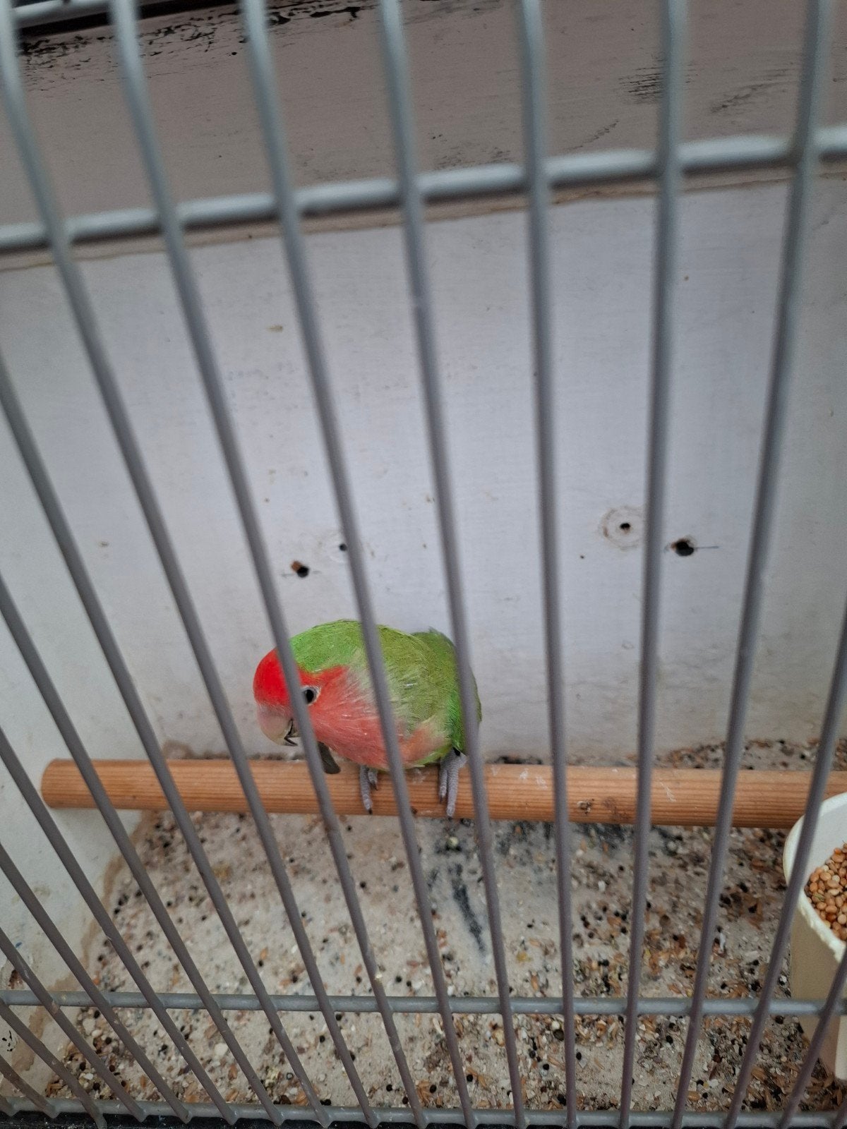 Pop, Dieren en Toebehoren, Vrouwelijk, Dwergpapegaai of Agapornis, Geringd