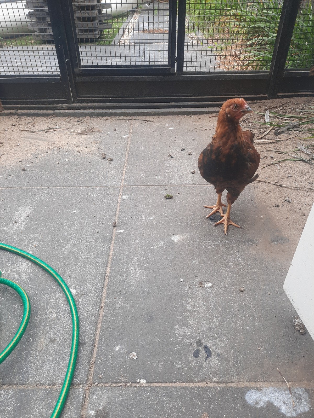 Welsummer kip, Mannelijk, Kip