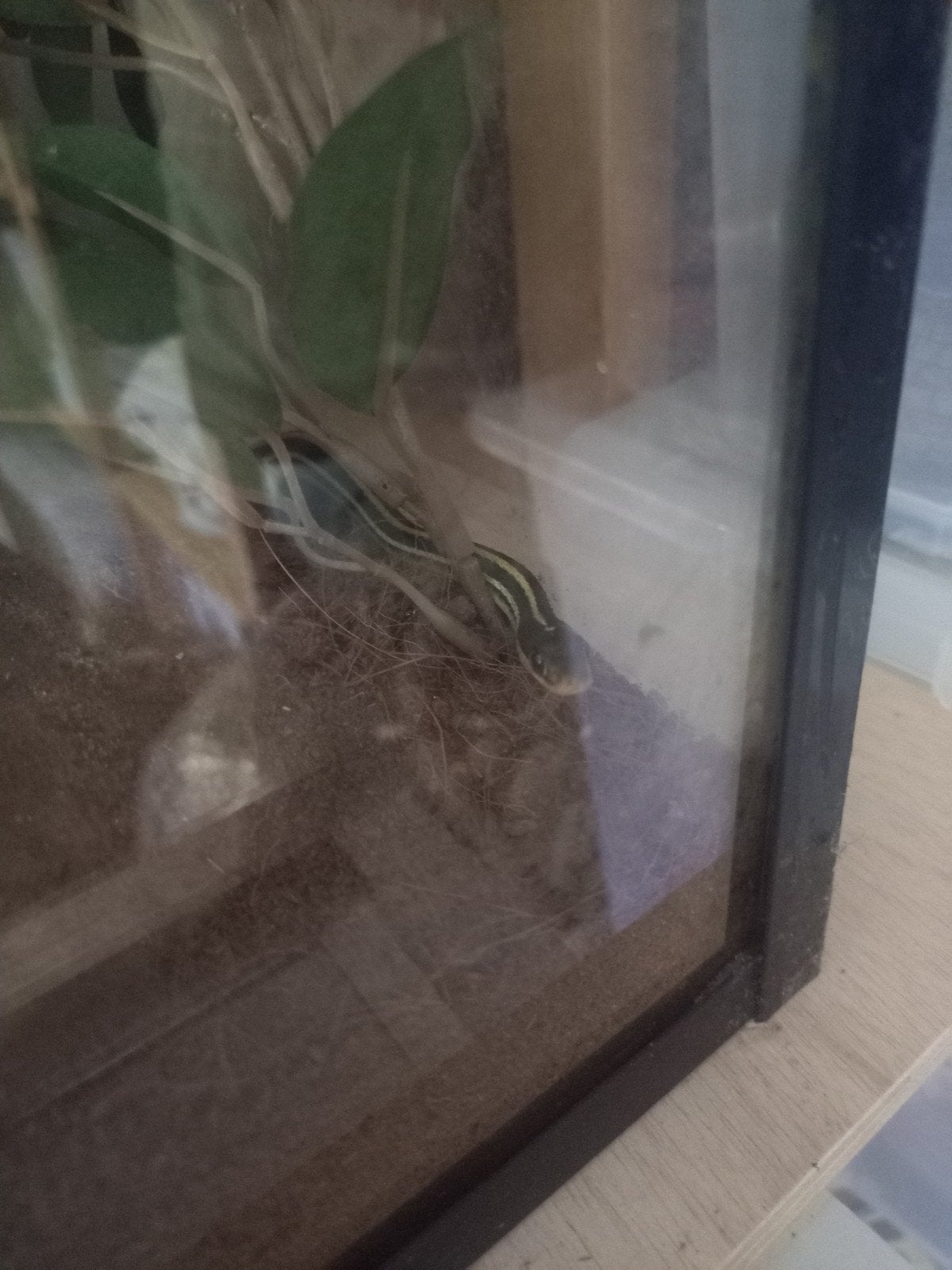 0.2 Thamnophis Saurita Saurita, Dieren en Toebehoren, Slang, Met terrarium, 3 tot 6 jaar