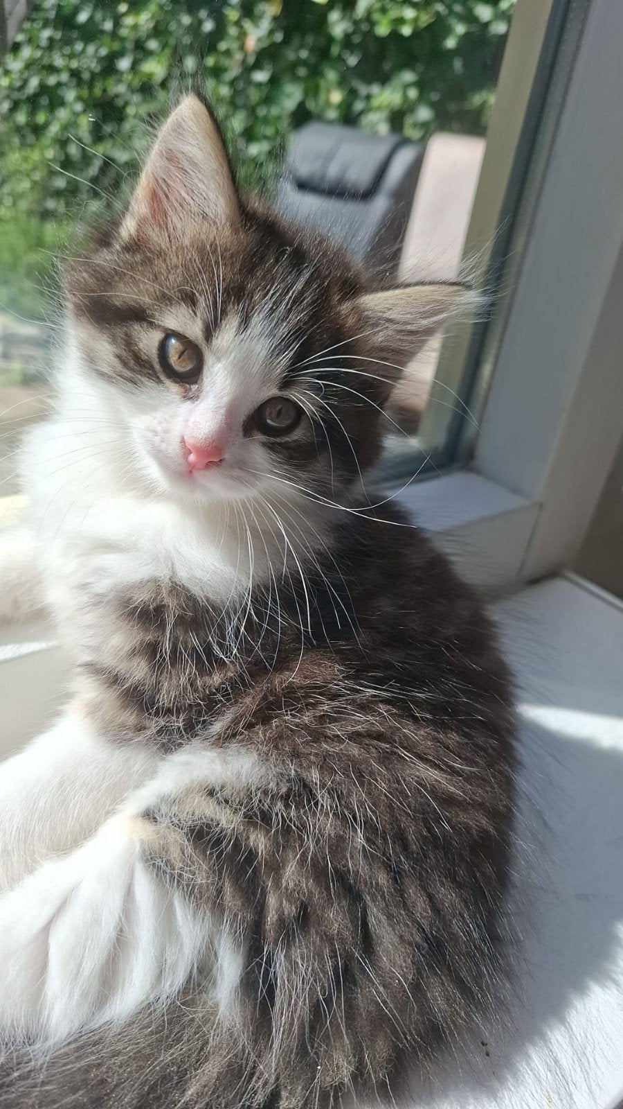 Lieve langharige kitten (half Noorse boskat), Kater