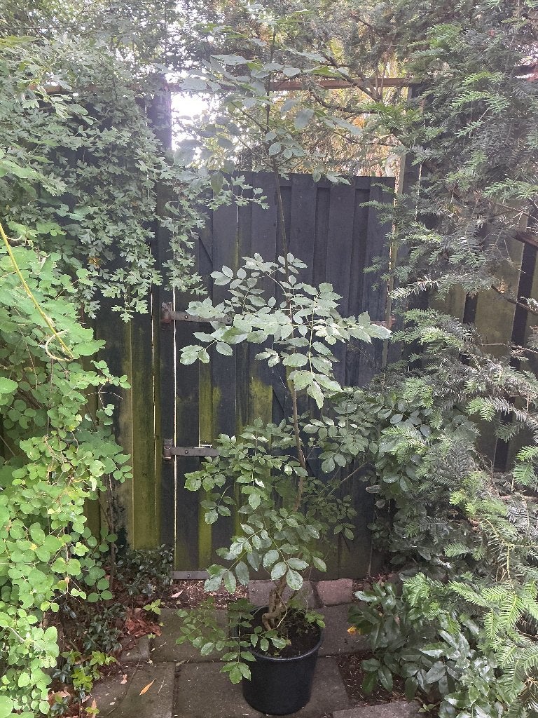 Manna es, Overige soorten, Lente, 400 cm of meer, Ophalen