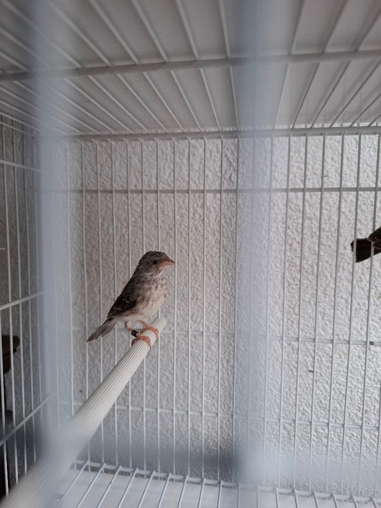 Edelzanger man, Mannelijk, Tropenvogel, Geringd