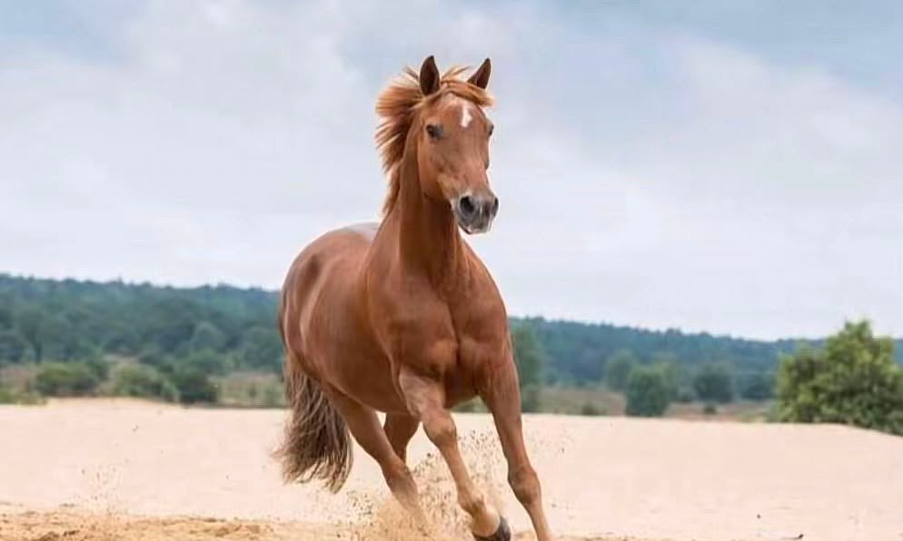 Lieve betrouwbare D-pony, Merrie, Minder dan 160 cm, B, 11 jaar of ouder