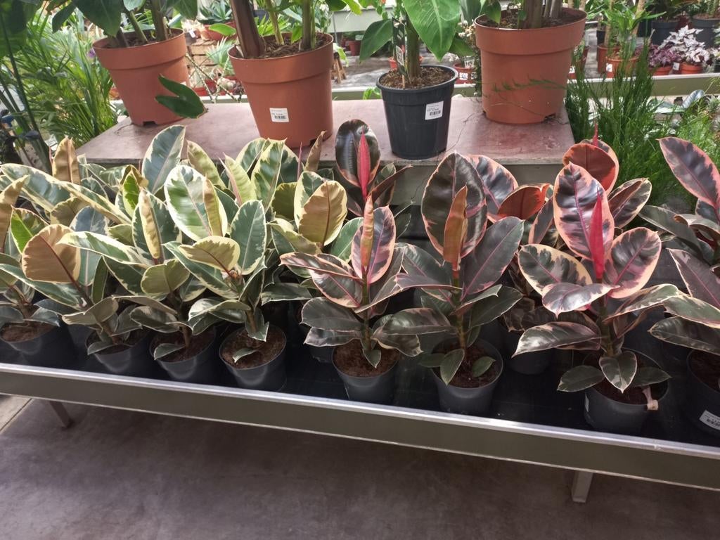 Ficus elastica Tineke en Belize P17, 55cm hoog, Ophalen, Ficus, Halfschaduw, Minder dan 100 cm