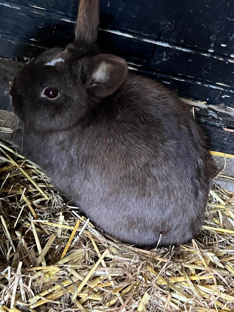 2 rustige dwegkonijntje, Dieren en Toebehoren, Konijnen, Vrouwelijk, Dwerg