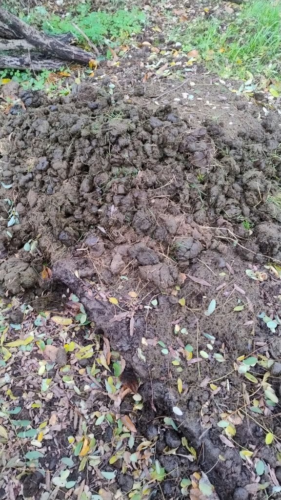 Paardenmest: Gratis af te halen, Tuin en Terras, Ophalen, Overige typen