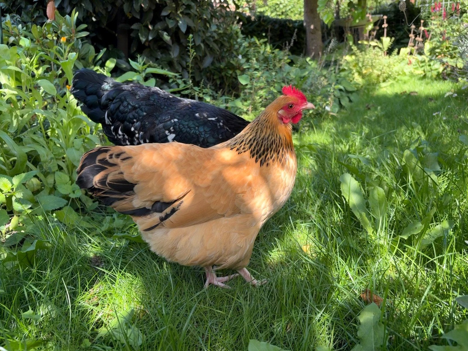 Sussex krielkippen Columbia met haan, Dieren en Toebehoren, Pluimvee, Meerdere dieren, Kip