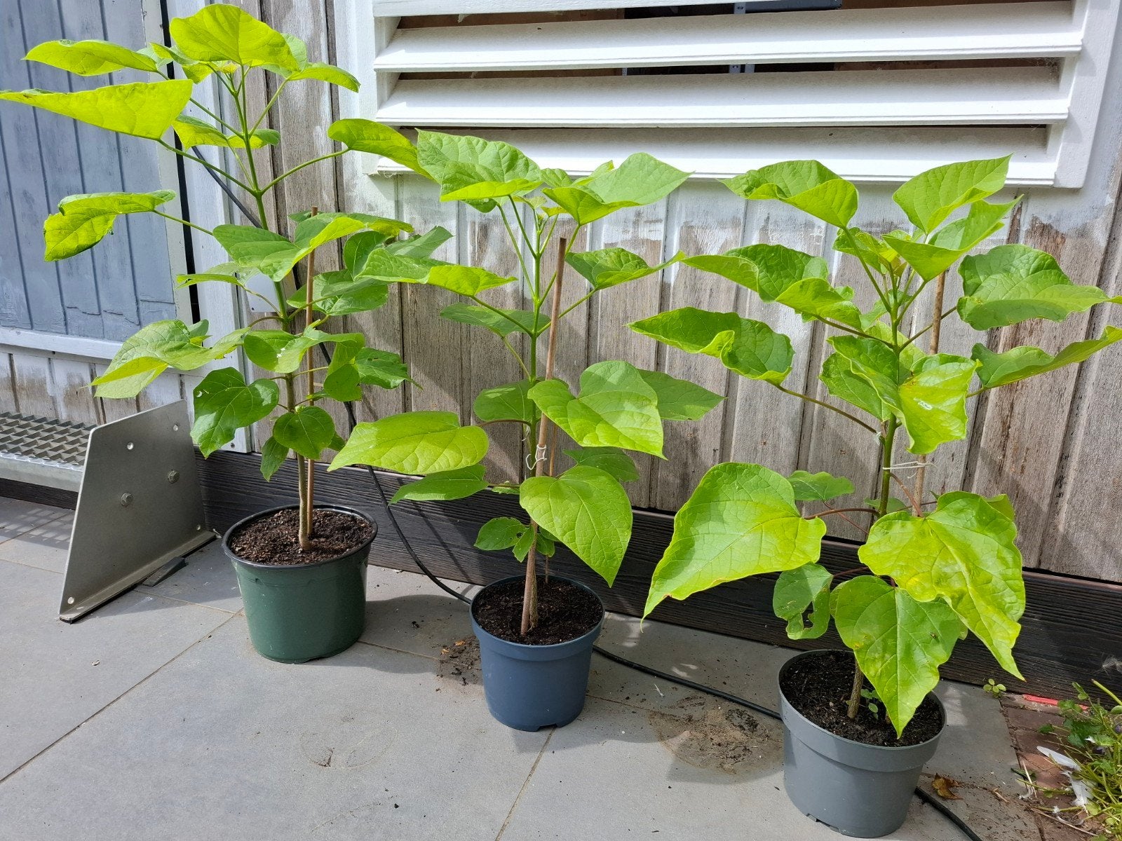 Catalpa ( trompetboom ), Ophalen, Overige soorten, Volle zon