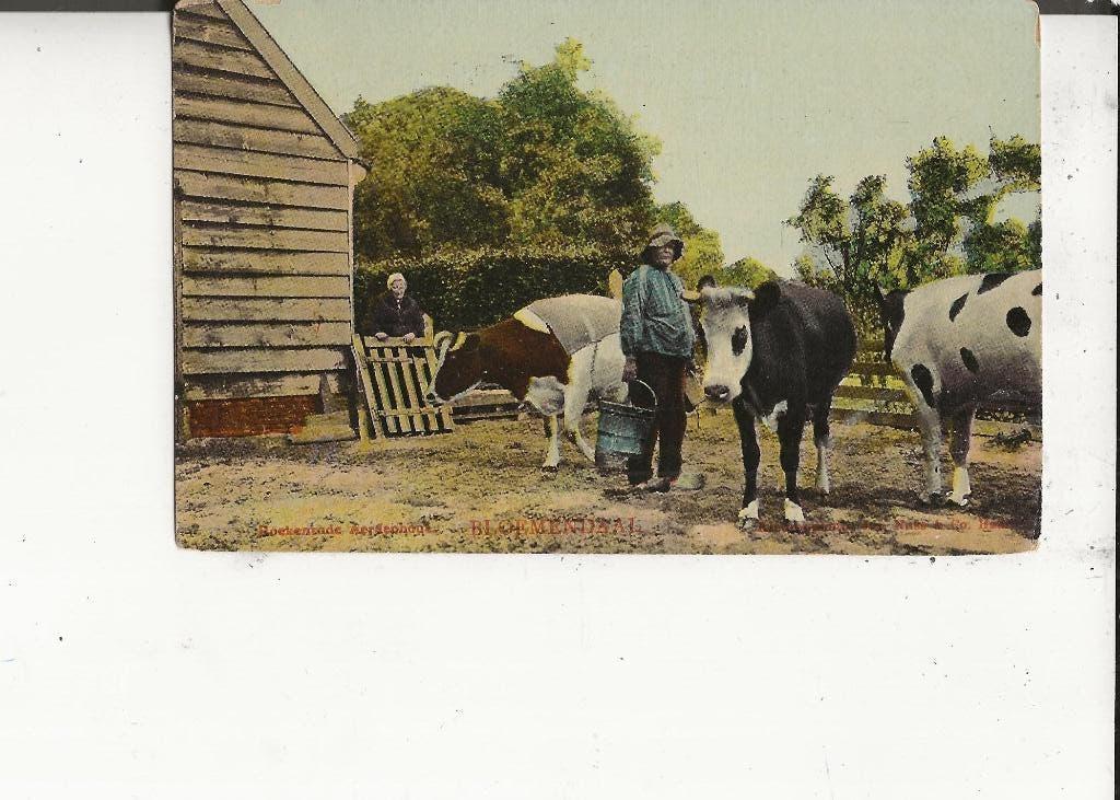 Bloemendaal Boerenpaar met koeien Tulpkaart 23-febr.-1911, Ophalen of Verzenden, Voor 1920, Gelopen, Noord-Holland