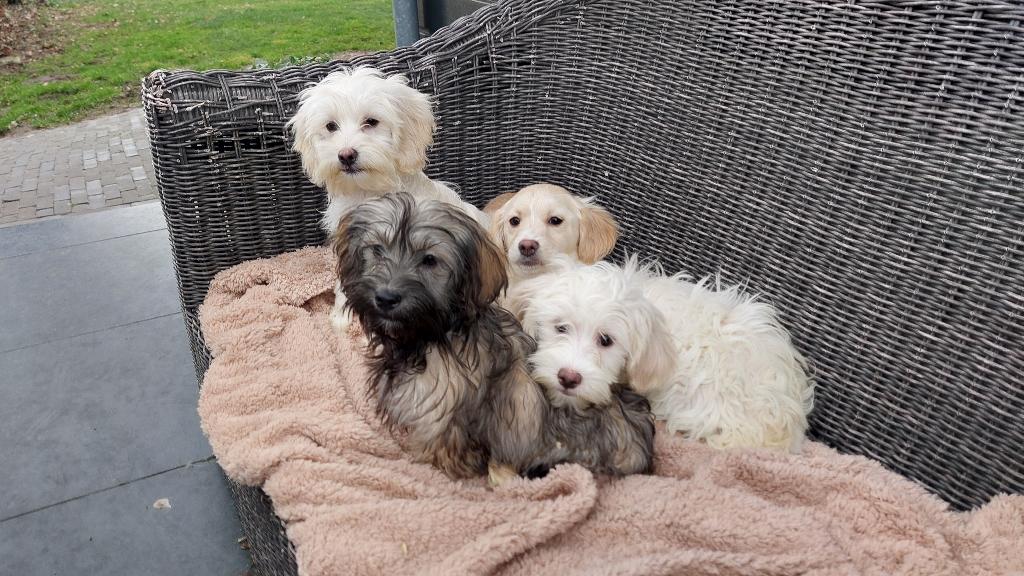 BOOMER PUPS    ( Wollig en speels  ), Parvo, Nederland, 15 weken tot 1 jaar, Meerdere