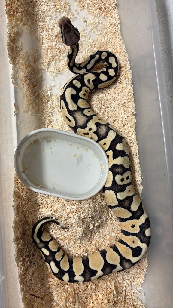 Ballpython - Pastel Dessert ghost - 0.1 - 2025 Ball Python - female for sale from Aquadeco