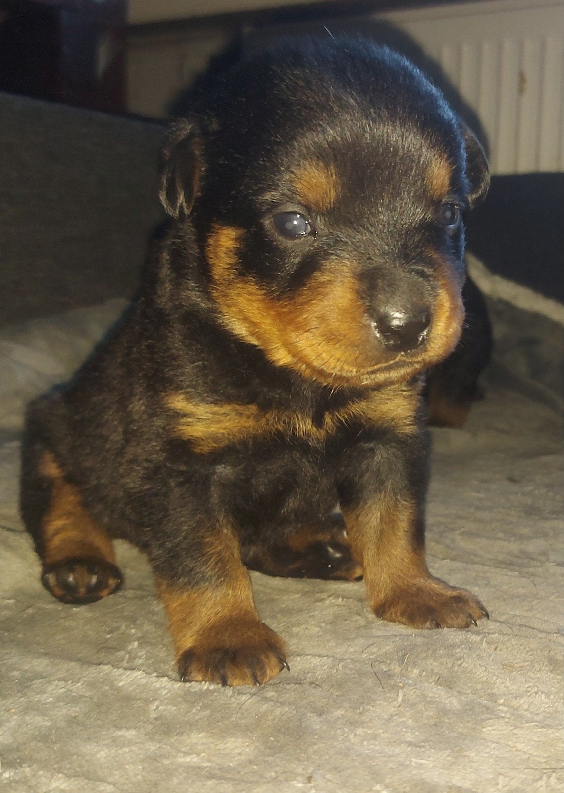 Grote, lieve, rottweiler pups!, Dieren en Toebehoren, 8 tot 15 weken, Meerdere dieren, Eén hond, Rottweiler