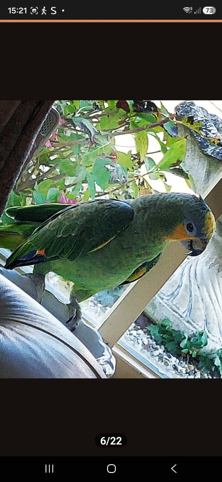Huislijke Vogel oppas, Meerdere dieren, Papegaai