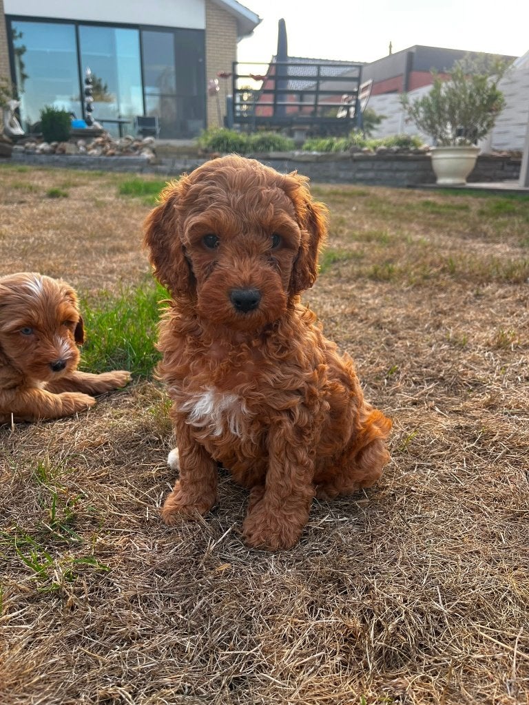 Prachtig nestje medium labradoodles, België, Particulier, Overige rassen, 8 tot 15 weken