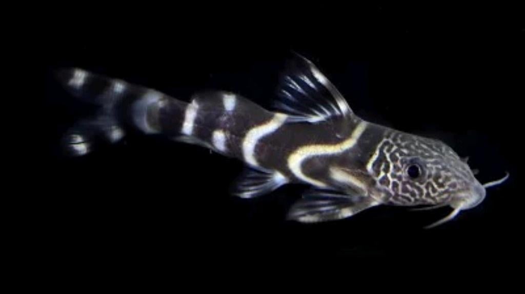 synodontis albolineatus, Dieren en Toebehoren, Vissen | Aquariumvissen, Vis, Zoetwatervis, Schoolvis