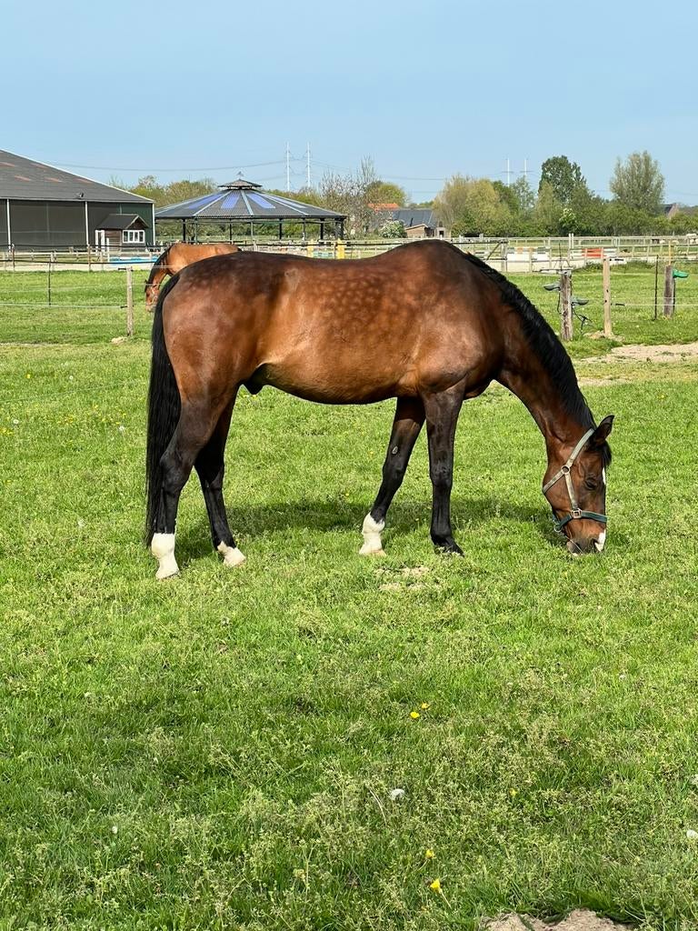 Aangeboden: weidemaatje, Dieren en Toebehoren, Stalling en Weidegang, Weidegang, 1 paard of pony