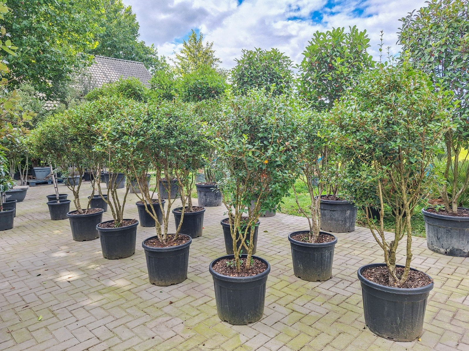 Osmanthus Burkwoodii meerstammig 160-180cm, Ophalen, Volle zon, Overige soorten, 100 tot 250 cm