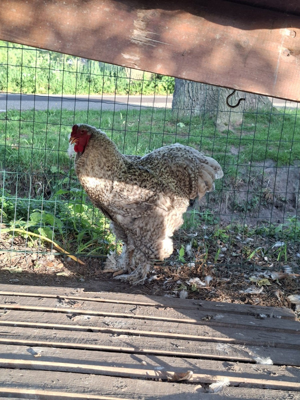 Brahma koekoek broedeieren, Dieren en Toebehoren, Geslacht onbekend, Kip