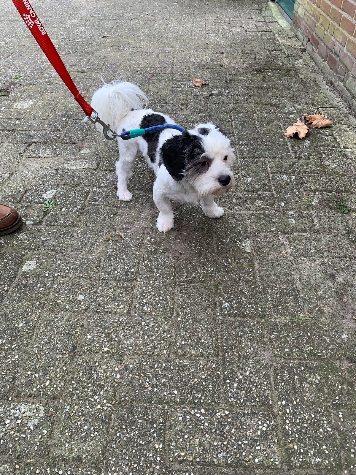 Boomer, CDV (hondenziekte), 15 weken tot 1 jaar, Eén hond, Nederland