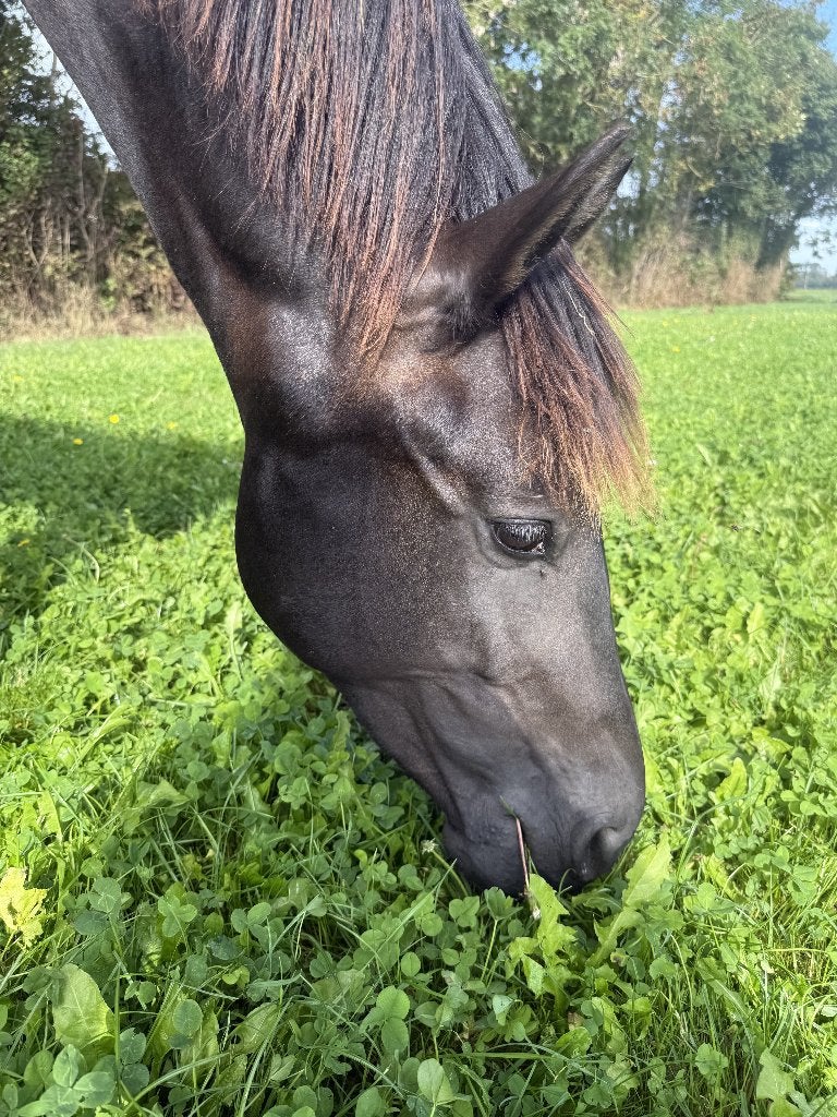 Superbraaf,sterk&zelfgefokt KWPN Miami TurfhorstxSan Remo, Dieren en Toebehoren, Paarden, Met stamboom, Dressuurpaard, Hengst