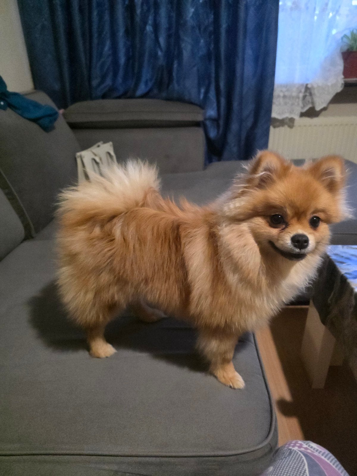Tee koop hond, Dieren en Toebehoren, Honden | Chihuahua's en Gezelschapshonden, 15 weken tot 1 jaar, Eén hond, Nederland, Particulier