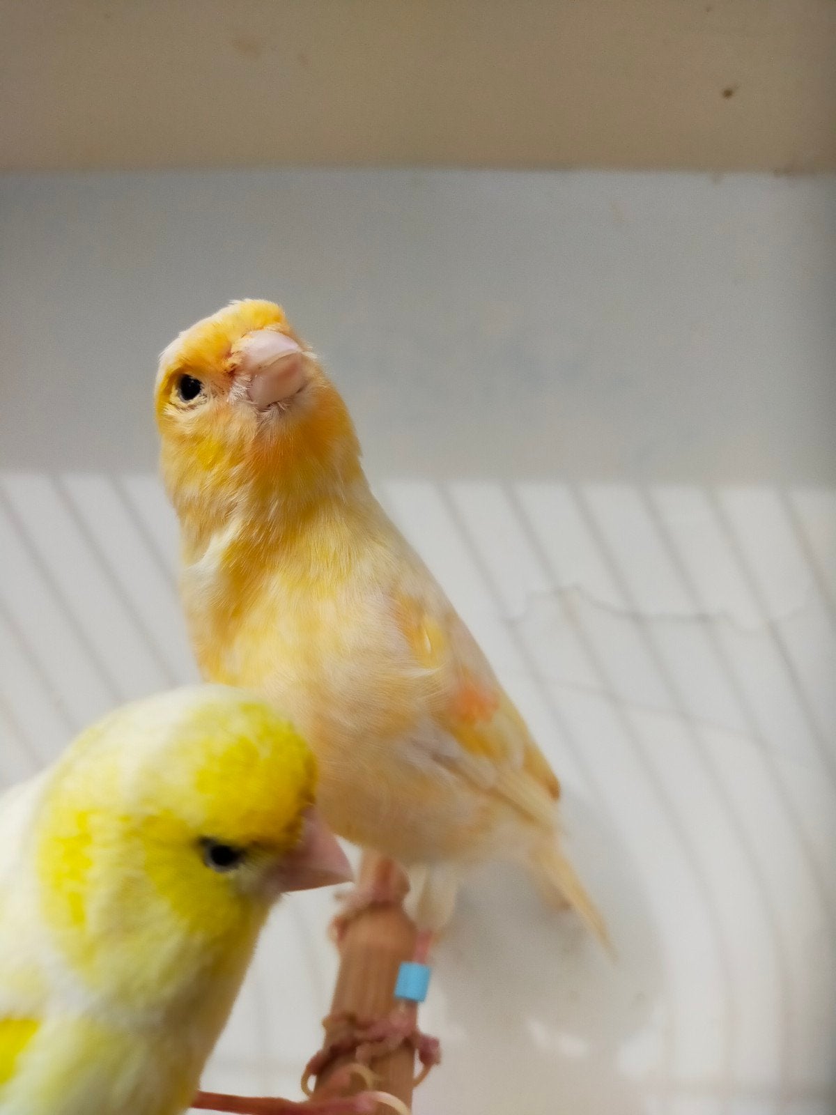 mooi kanarie kweek koppel, Meerdere dieren, Kleurkanarie