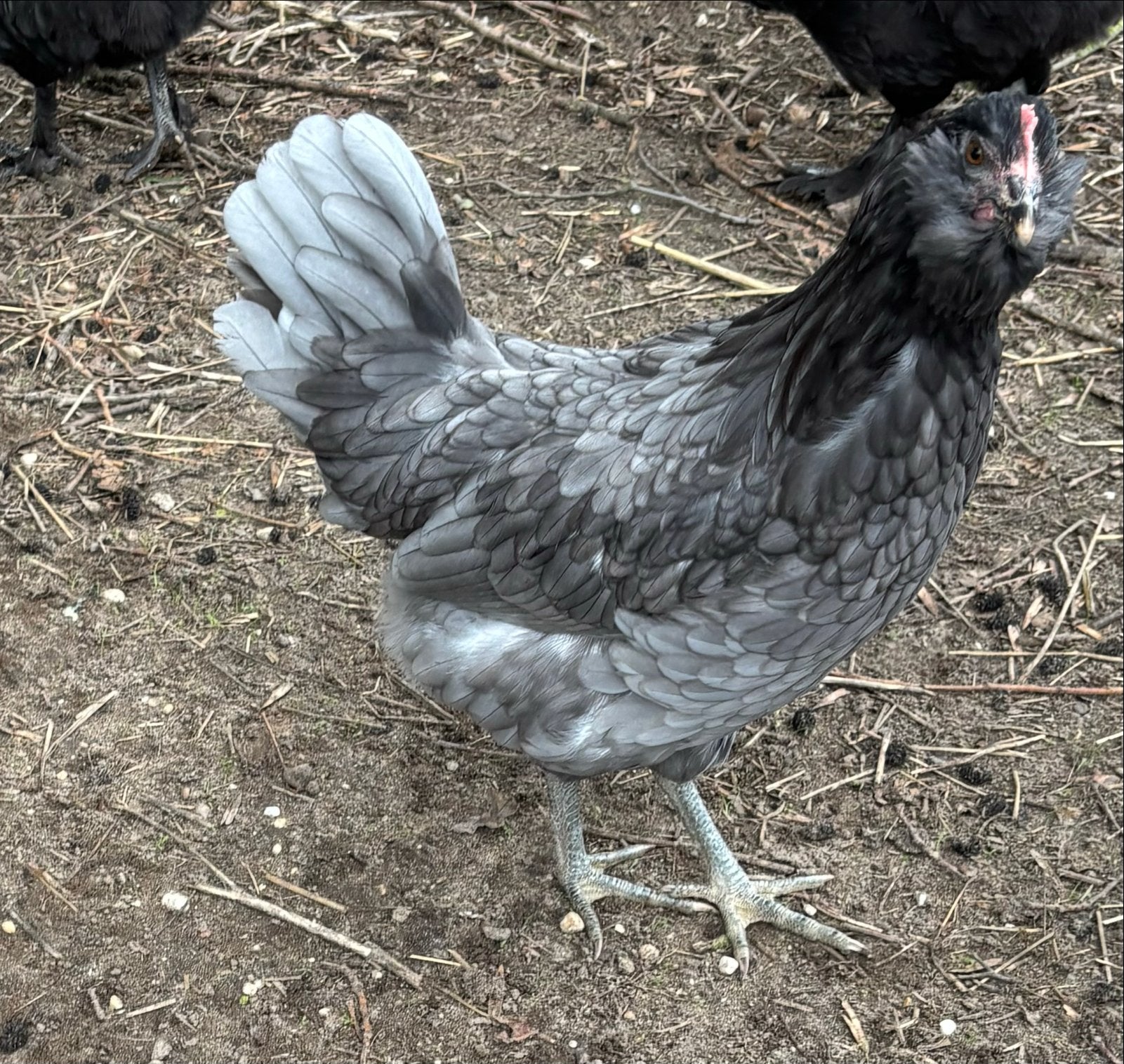 2 prachtige Araucana jonge hennen groenleggers kippen, Dieren en Toebehoren