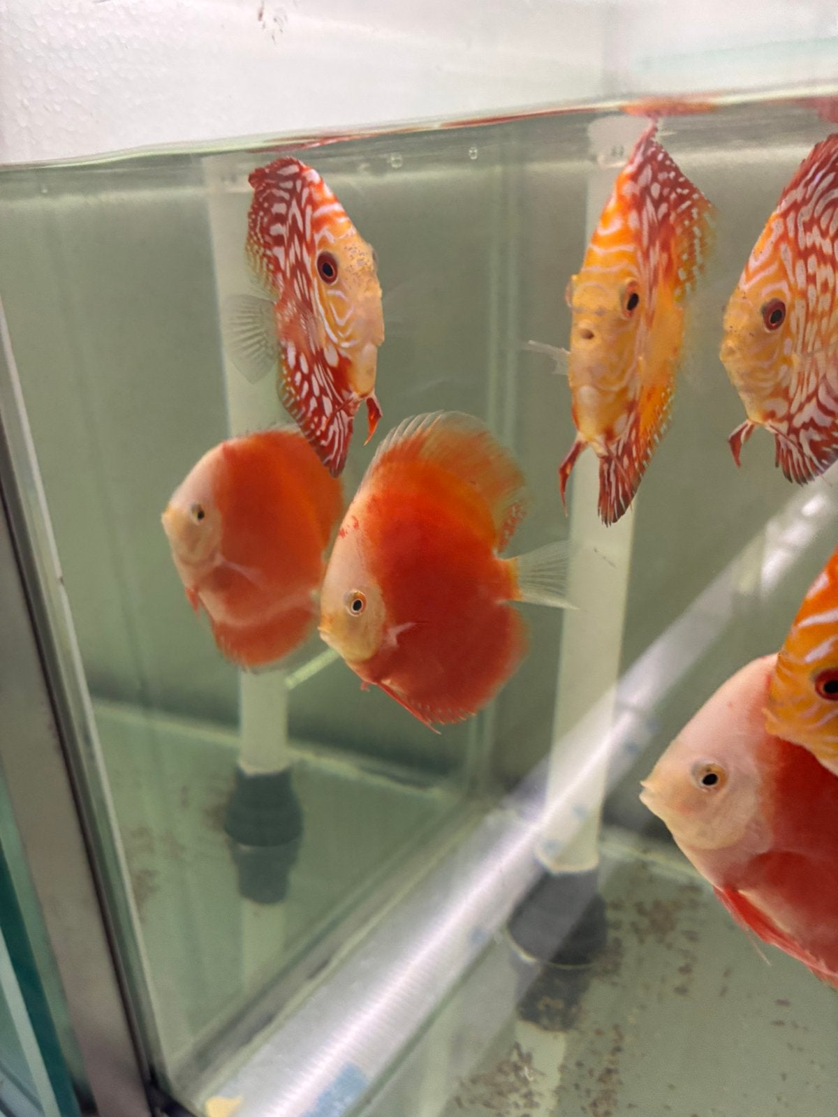 Valentine discussen, Dieren en Toebehoren, Vis