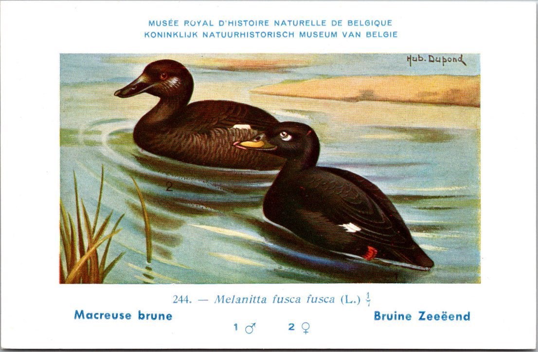 Bruine Zee-eend / Common Scoter – Nº 244 – (KBIN / IRSNB), Verzamelen, Verzenden, 1940 tot 1960, Ongelopen, Vogel