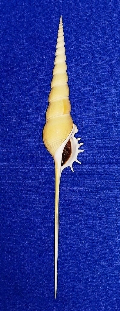 Schelpen, Tibia fusus, Ophalen of Verzenden, Schelp(en)