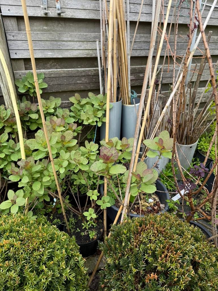 Pruikenboom / struik voor de liefhebber knoppen komen er in, Vaste plant, Halfschaduw, Zomer, Ophalen