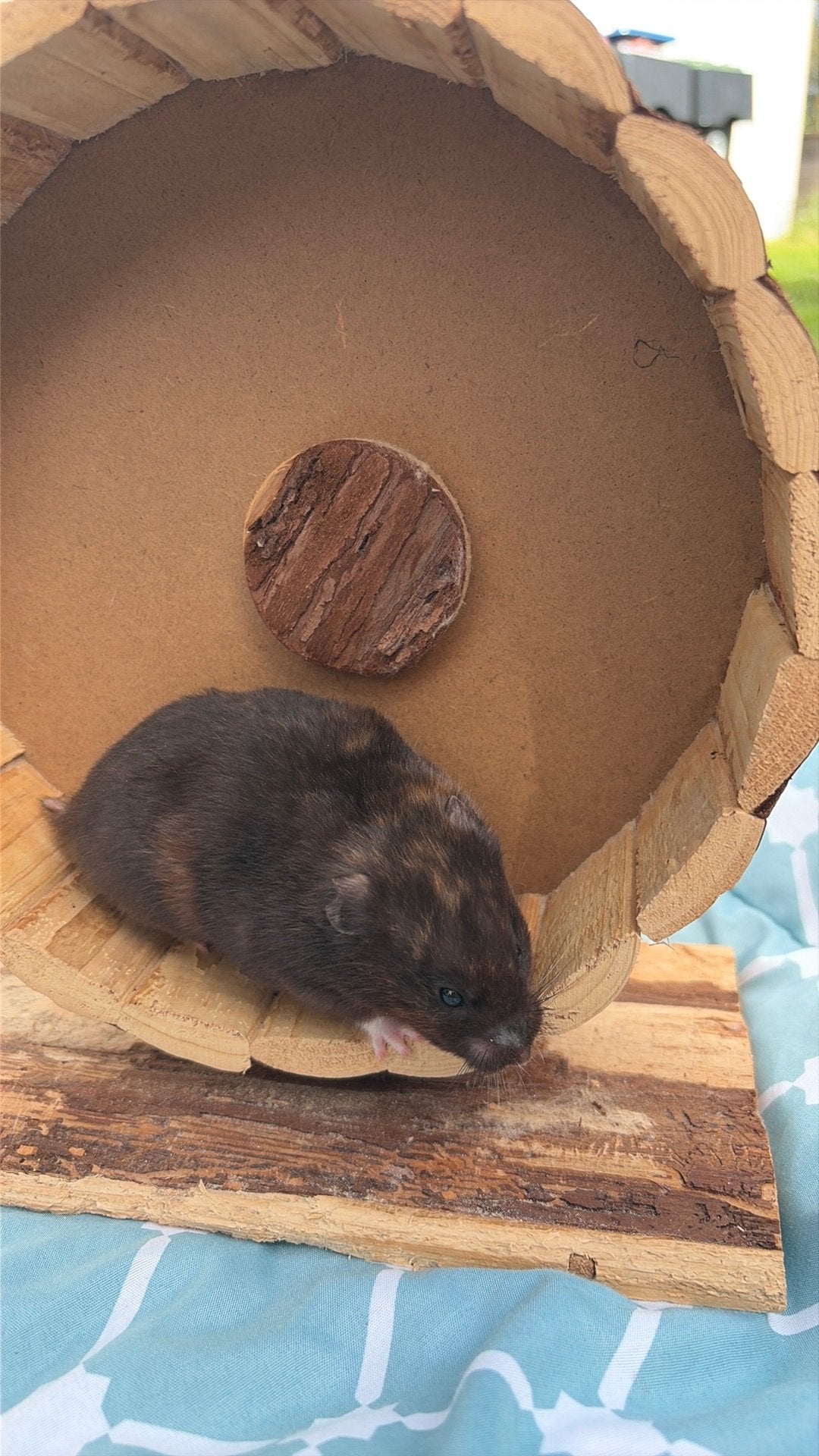 Gezocht gratis  mannelijk hamstertje, Dieren en Toebehoren, Knaagdieren, Hamster, Mannelijk, Januari, Tam